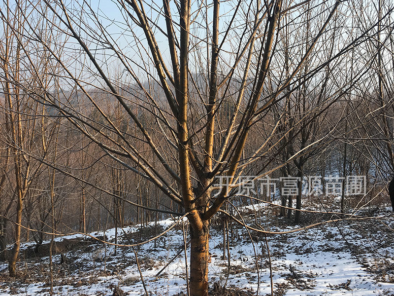 山桃稠李